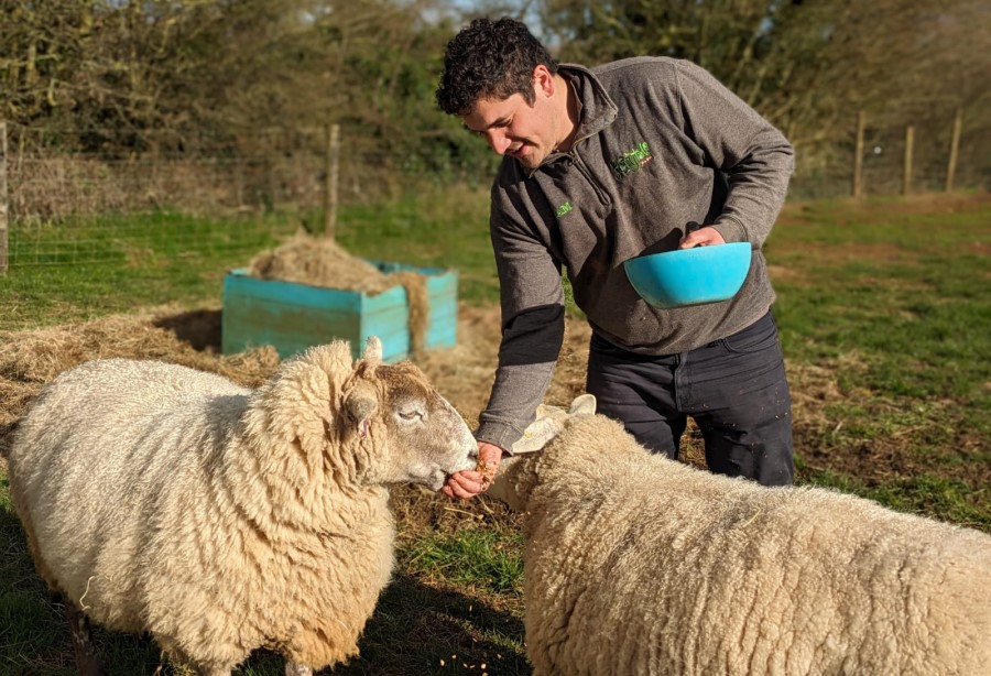 Liam feeding some sheep